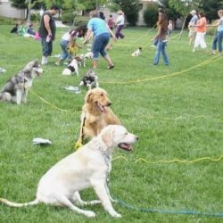 Advance Obedience Class (Part 2)