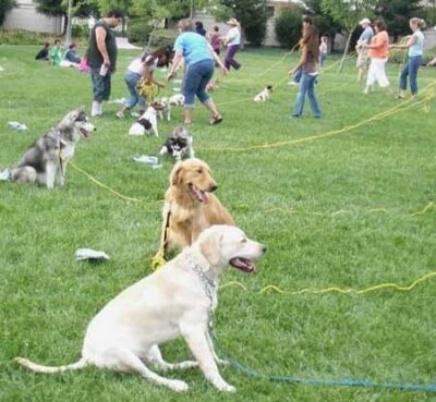 Advance Obedience Class