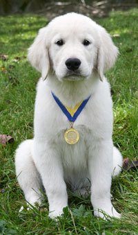 star_puppy
