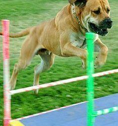 Agility Class