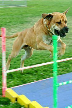 agility1
