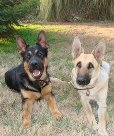cgc-test Private Dog Training in Stockton, CA