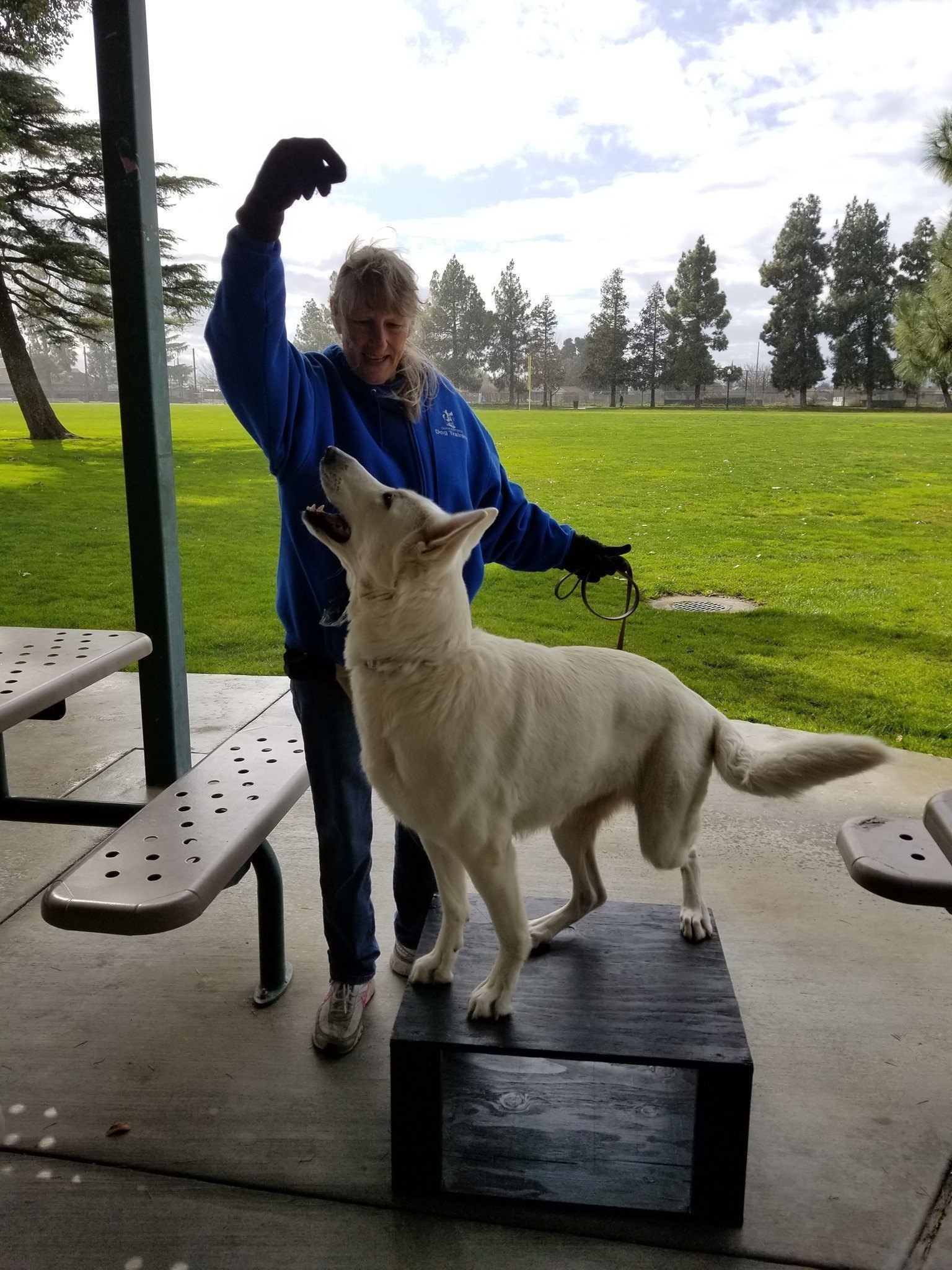 tricks-class Dog Boarding & Dog Training at Guaranteed Dog Training with Janet Bates
