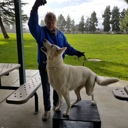 Dog Tricks Training Class