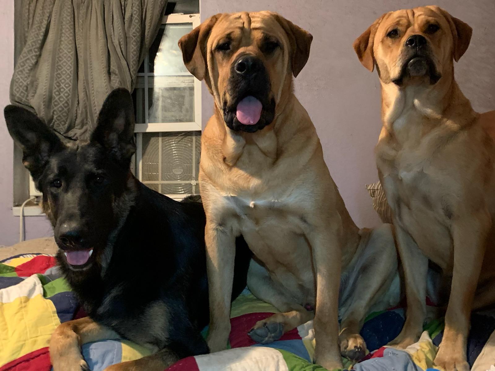 Debbies-Dogs2